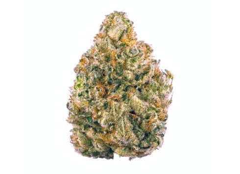 Blueberry Breath Blossom Flower Blueberry Breath Blossom Flower