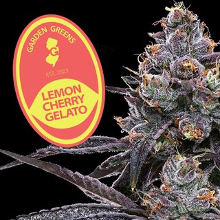 Lemon Cherry Gelato  Garden Greens 
