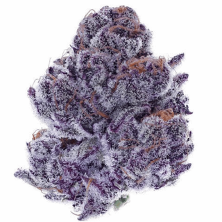 Purple Porcelain Focus North