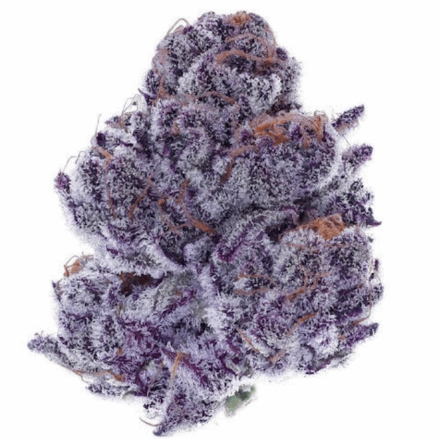 Purple Porcelain Focus North Purple Porcelain Focus North