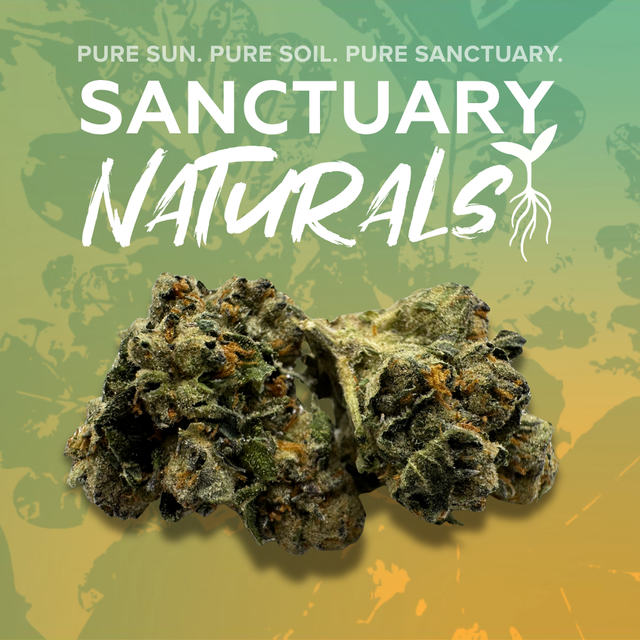 Black Plague Sanctuary Cannabis