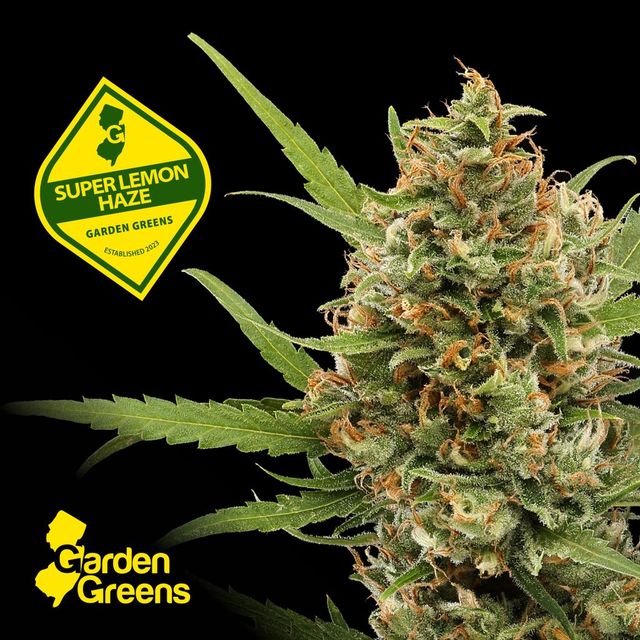 Super Lemon Haze 2 Pack Garden Greens