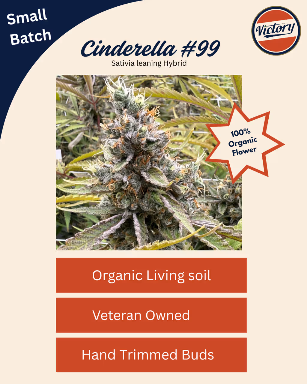 Cinderella 99  Victory Natural Farms