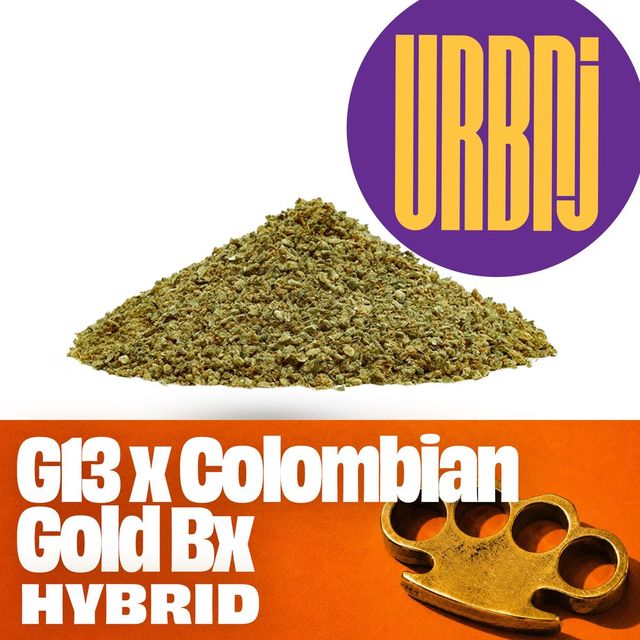 G13 × Colombian Gold Bx URBNJ