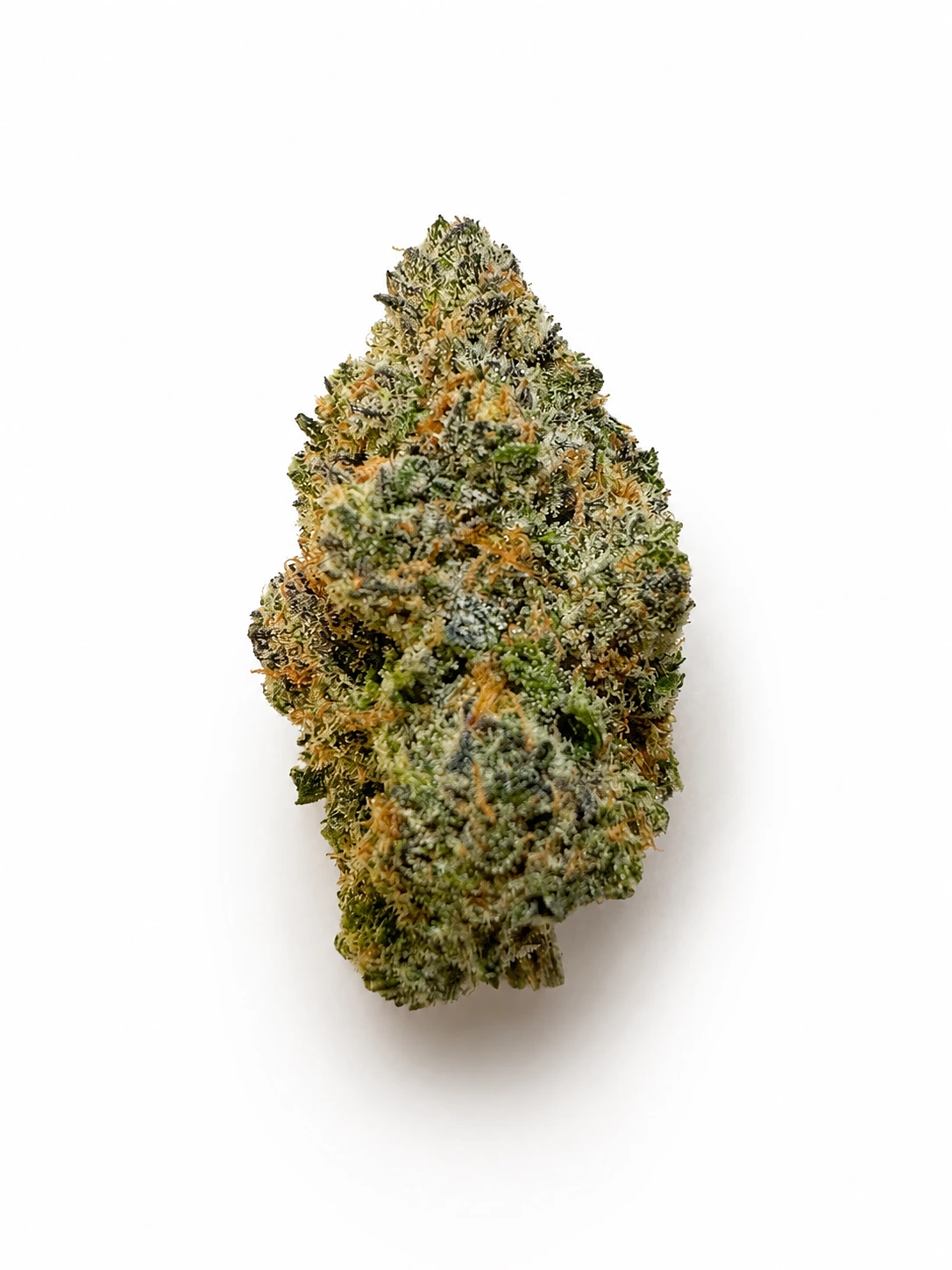 Blueberrry Muffin SP Farms