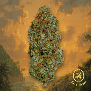 King Clementine x Reaper (85) Lion Order