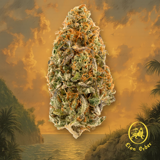Sunshine Kush (26% THC) Lion Order
