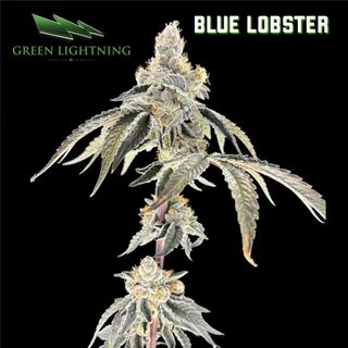 Blue Lobster Green Lightning
