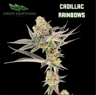 Cadillac Rainbows Green Lightning