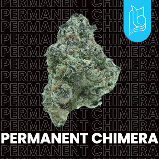 Permanent Chimera Blugrass