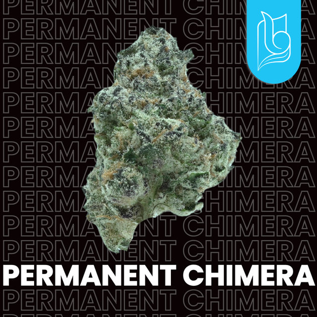Permanent Chimera Blugrass
