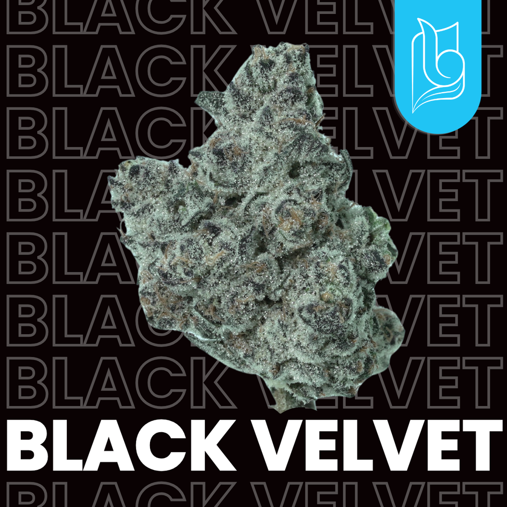 Black Velvet