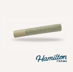 Panama Red  Hamilton Farms