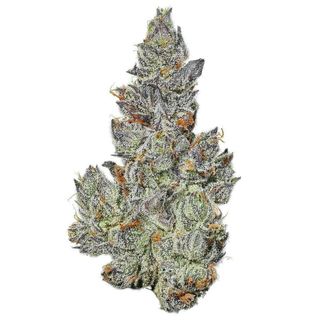Platinum Gushers UpNorth