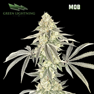 M.O.B Green Lightning