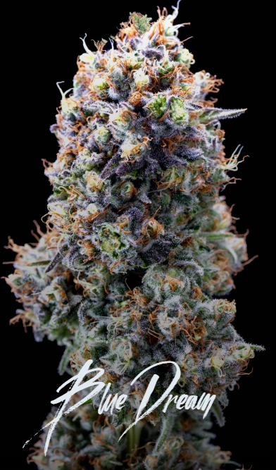 Blue Dream AltSol