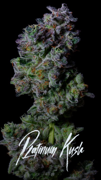 Platinum Kush AltSol