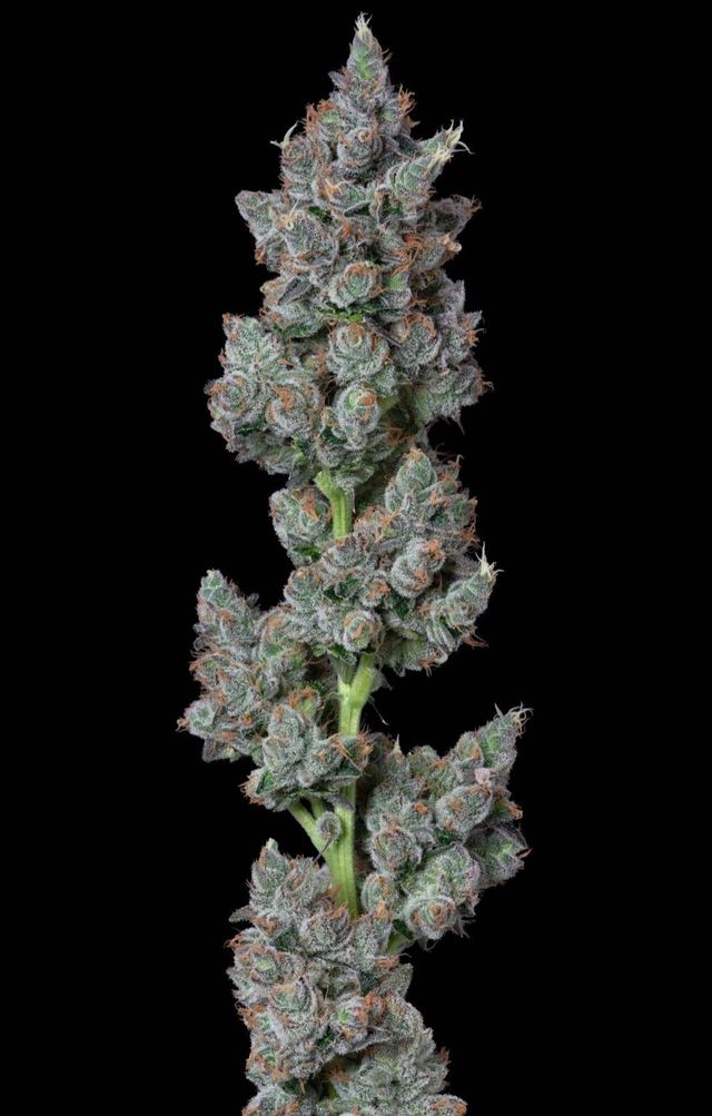 Zack's C Premium A Buds AltSol