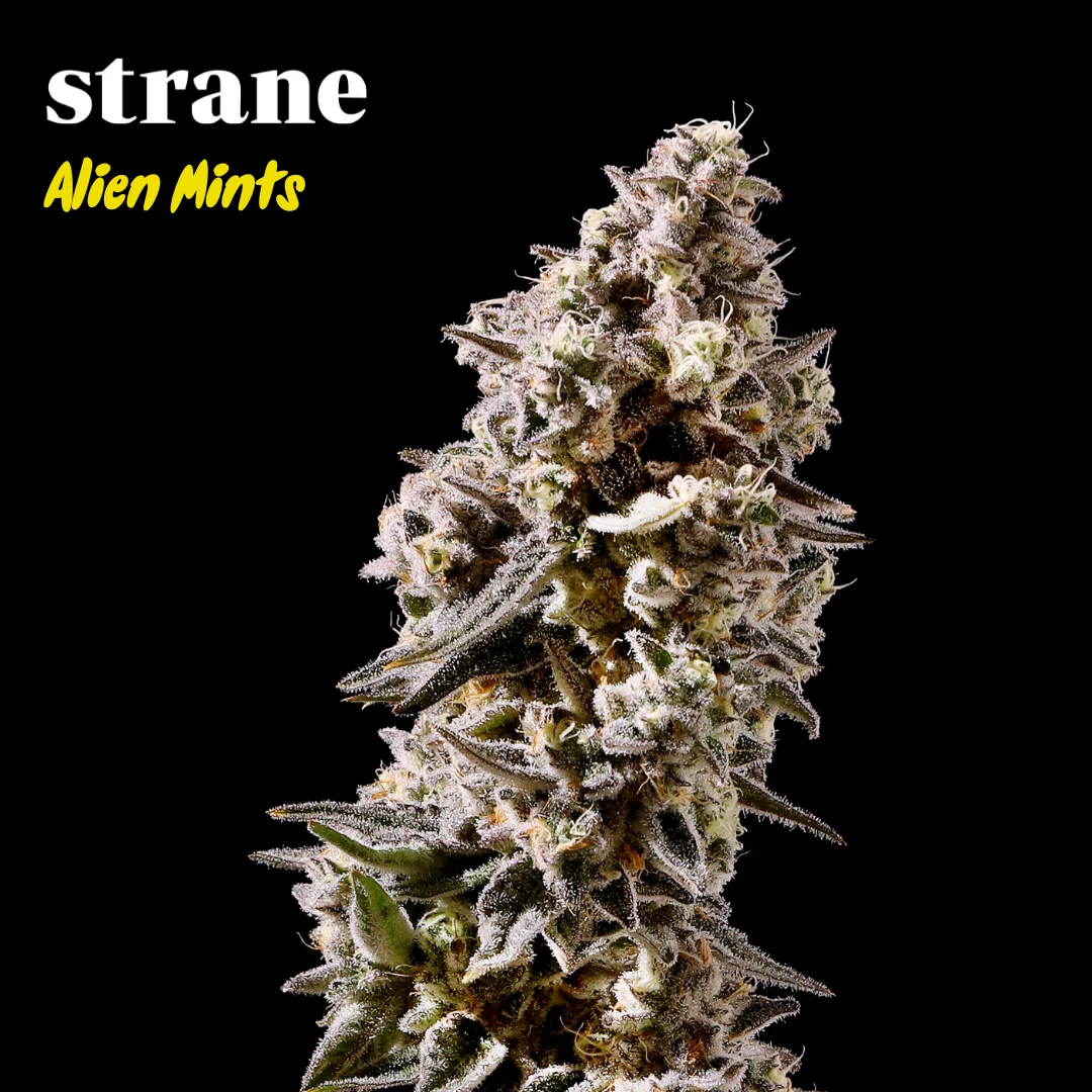 Alien Mints 1 oz Smalls Strane