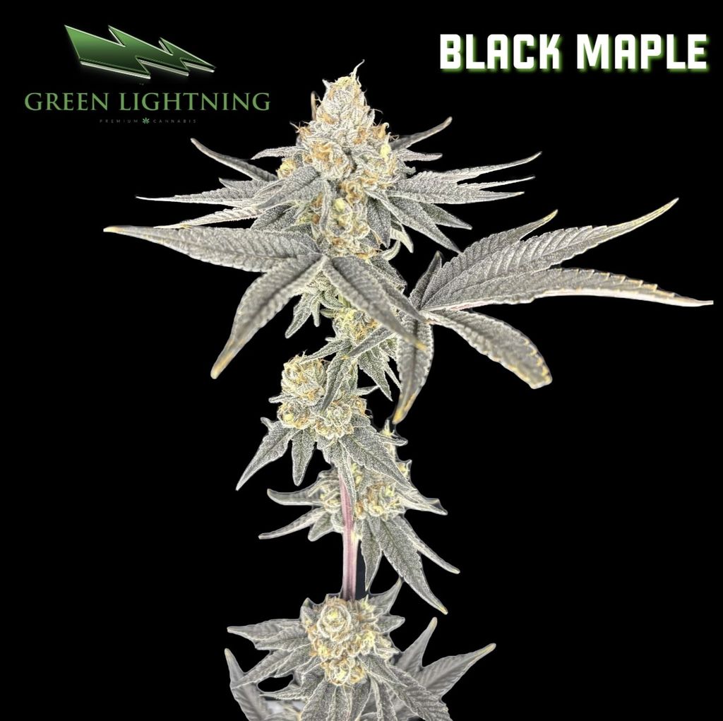 Green Lightning Black Maple Flower 3.5g