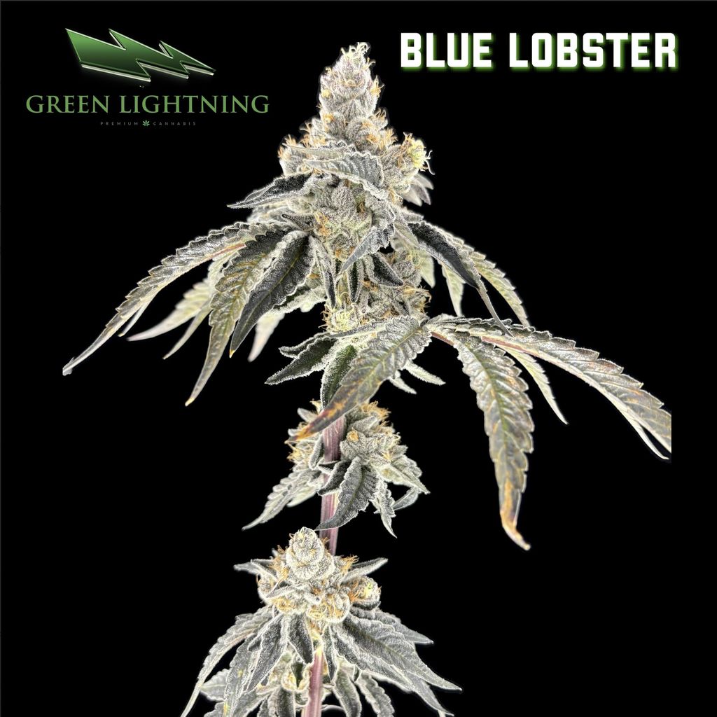 Green Lightning Blue Lobster Flower 3.5g