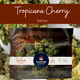 Tropicana Cherry Campfire Cannabis