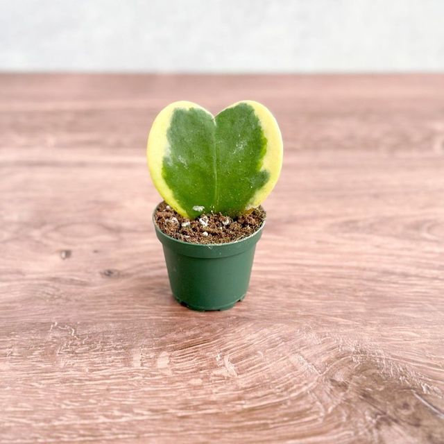 Hoya kerrii ‘Variegata’ – Variegated Hoya Heart (Sweetheart Plant) Eds Plant Shop