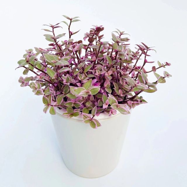 Callisia repens ‘Pink Passion’ – Pink Passion Turtle Vine Eds Plant Shop