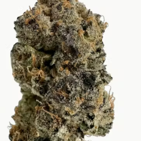 Apricot Gelato Dolla Trees