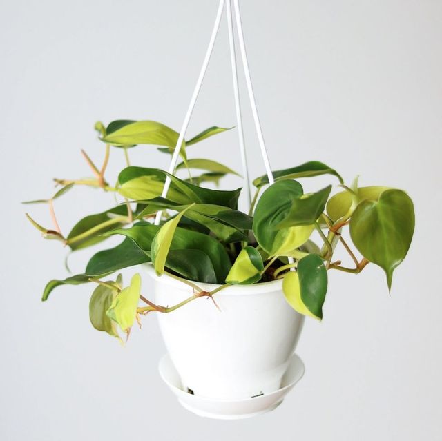 Philodendron hederaceum ‘Brasil’ Eds Plant Shop