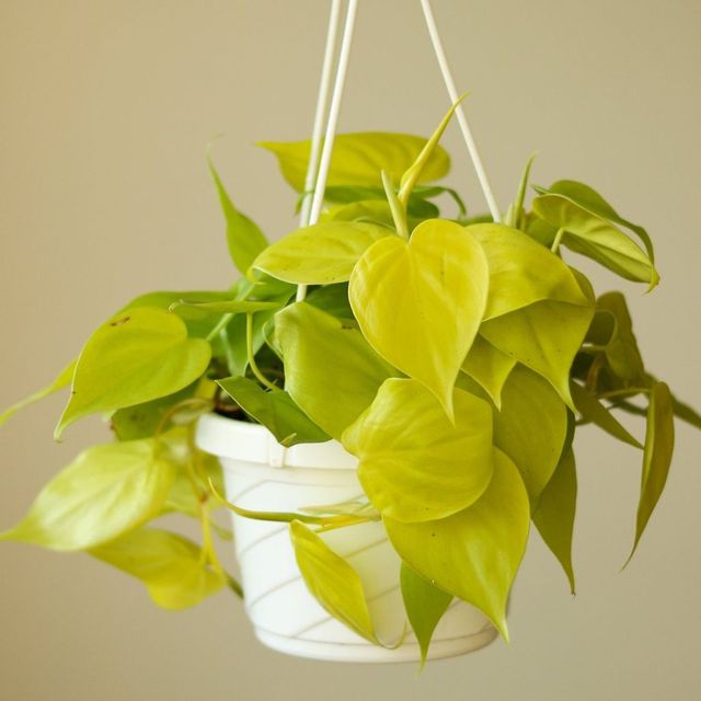 Philodendron Heartleaf 'Lemon Lime' Eds Plant Shop