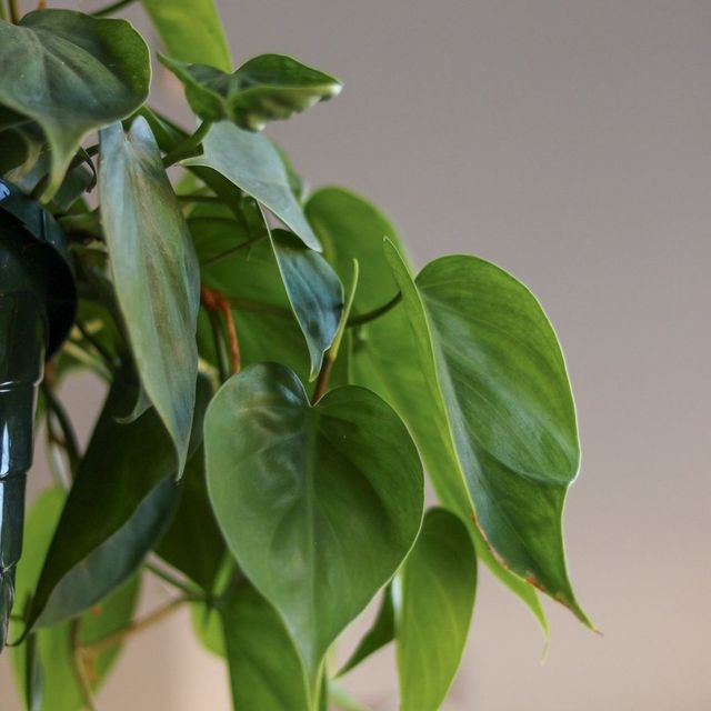 Philodendron hederaceum (Heartleaf Philodendron) Eds Plant Shop
