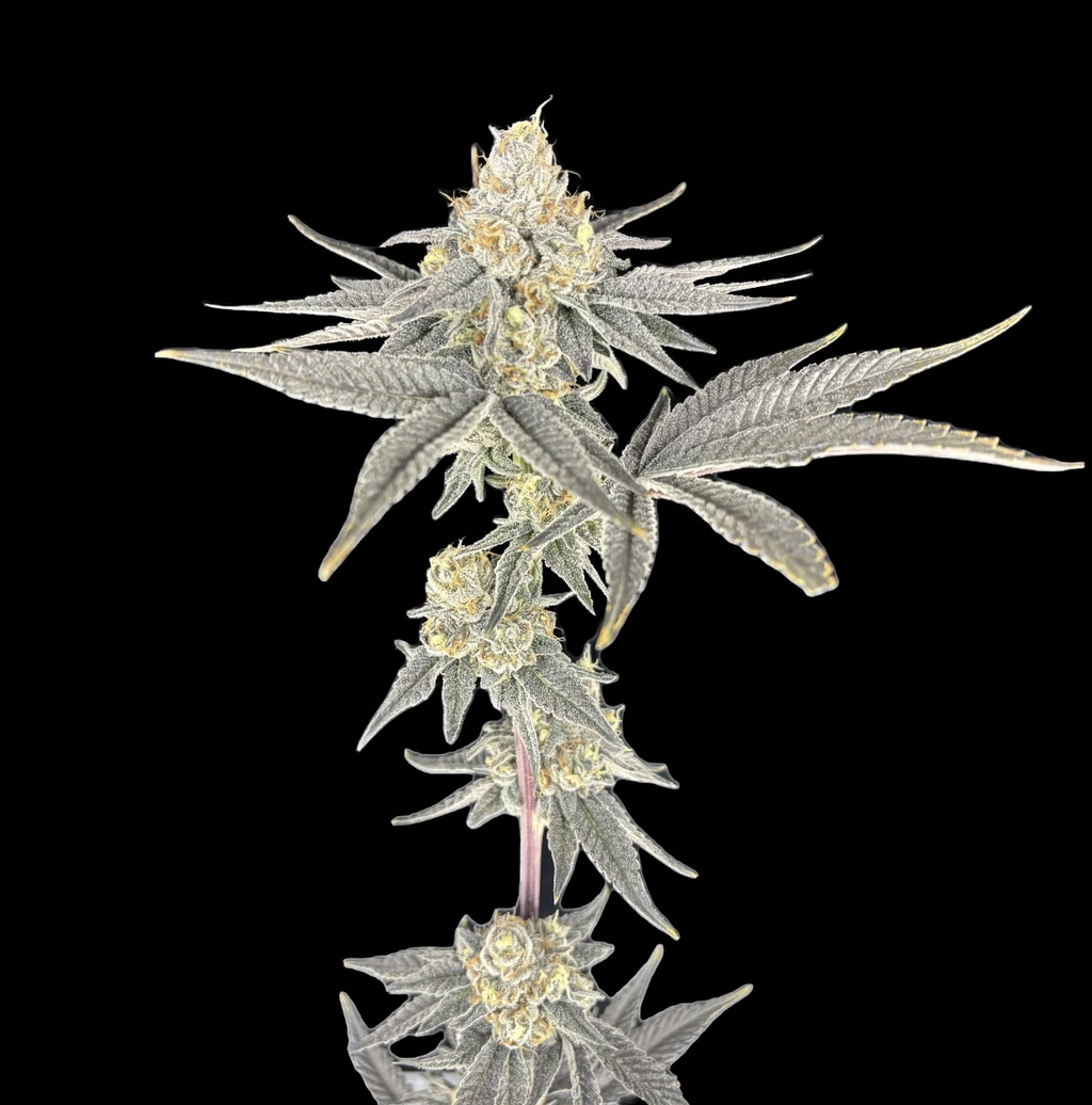 Grape Rips