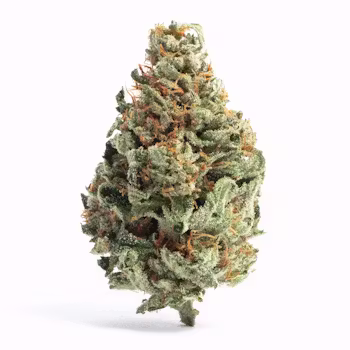 WHITE RUNTZ #2 GARDEN STATE EXOTIX