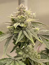 GG4 Cannabis Cured