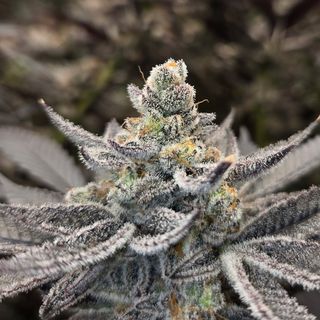 Chimera Magnolia Cannabis