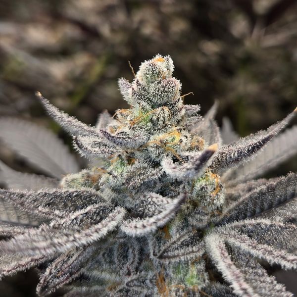 Chimera Magnolia Cannabis