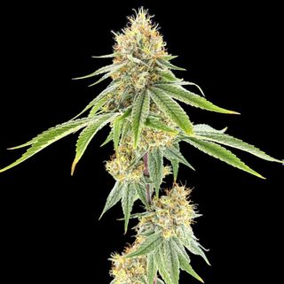 Strawberry Mango Haze Green Lightning