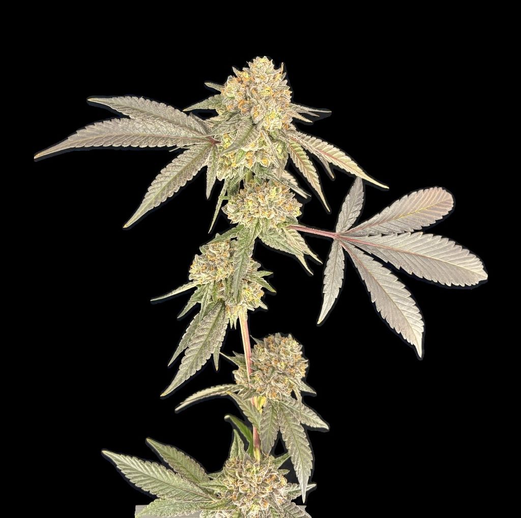 NITRAID【REAL WEED GROVE】 NITRAID【REAL WEED GROVE】 NITRAID【REAL WEED GROVE】 NITRAID Real