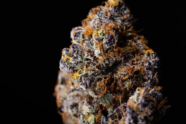 Orange Cannoli allday. Orange Cannoli allday.