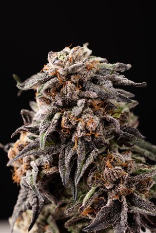 Cannabis Promo, Cannabis Sales, Cannabis Discounts, Cannabis on Sale, ALLDAY 25% Off! 2