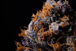 Cannabis Promo, Cannabis Sales, Cannabis Discounts, Cannabis on Sale, ALLDAY 25% Off! 1