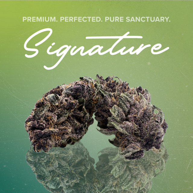 Cherry Boof Sanctuary Cannabis