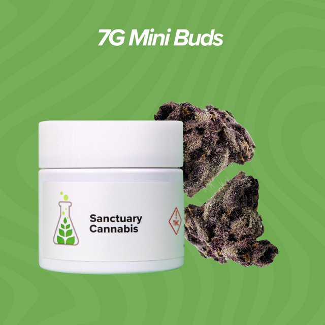 Cherry Boof Sanctuary Cannabis