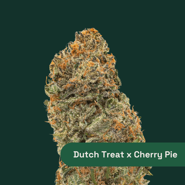 Dutch Treat X Cherry Pie The Botanist
