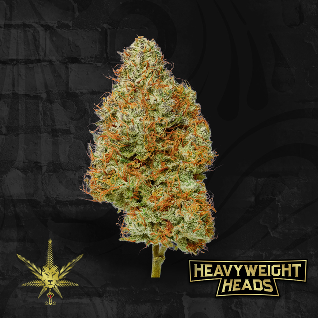Sunshine x Reaper (21.6% THC) Heavyweight Heads