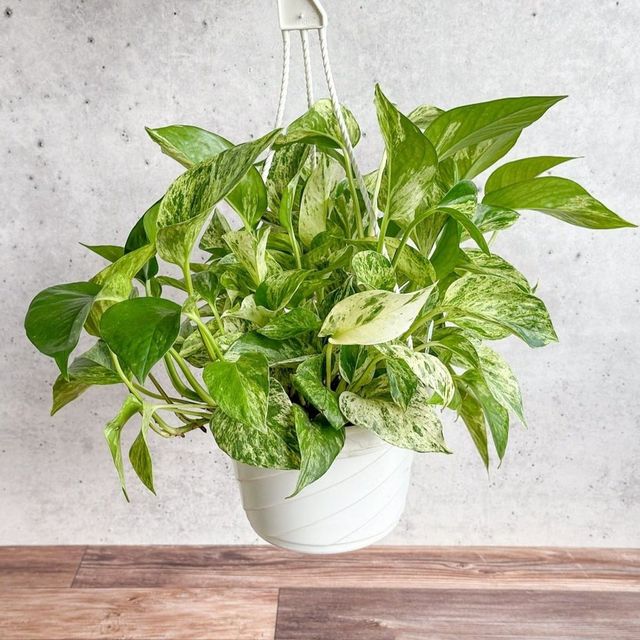 Epipremnum Aureum 'Marble Queen' Pothos Eds Plant Shop