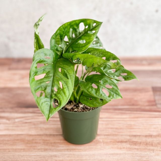 Monstera Adansonii Swiss Cheese Plant Eds Plant Shop Monstera Adansonii Swiss Cheese Plant Eds Plant Shop