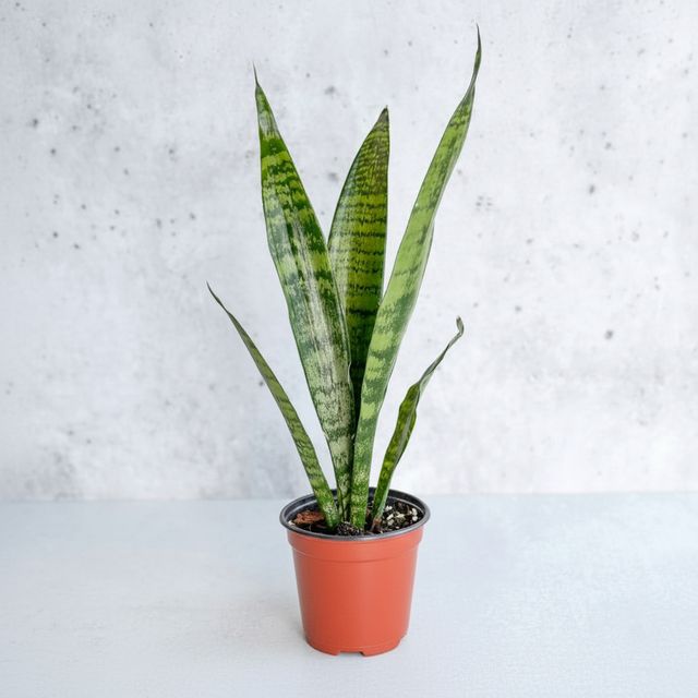 Sansevieria zeylanica 'Bowstring Hemp' – Snake Plant Eds Plant Shop Sansevieria zeylanica 'Bowstring Hemp' – Snake Plant Eds Plant Shop