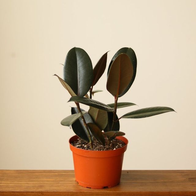 Ficus 'Burgundy' Rubber Plant Eds Plant Shop Ficus 'Burgundy' Rubber Plant Eds Plant Shop